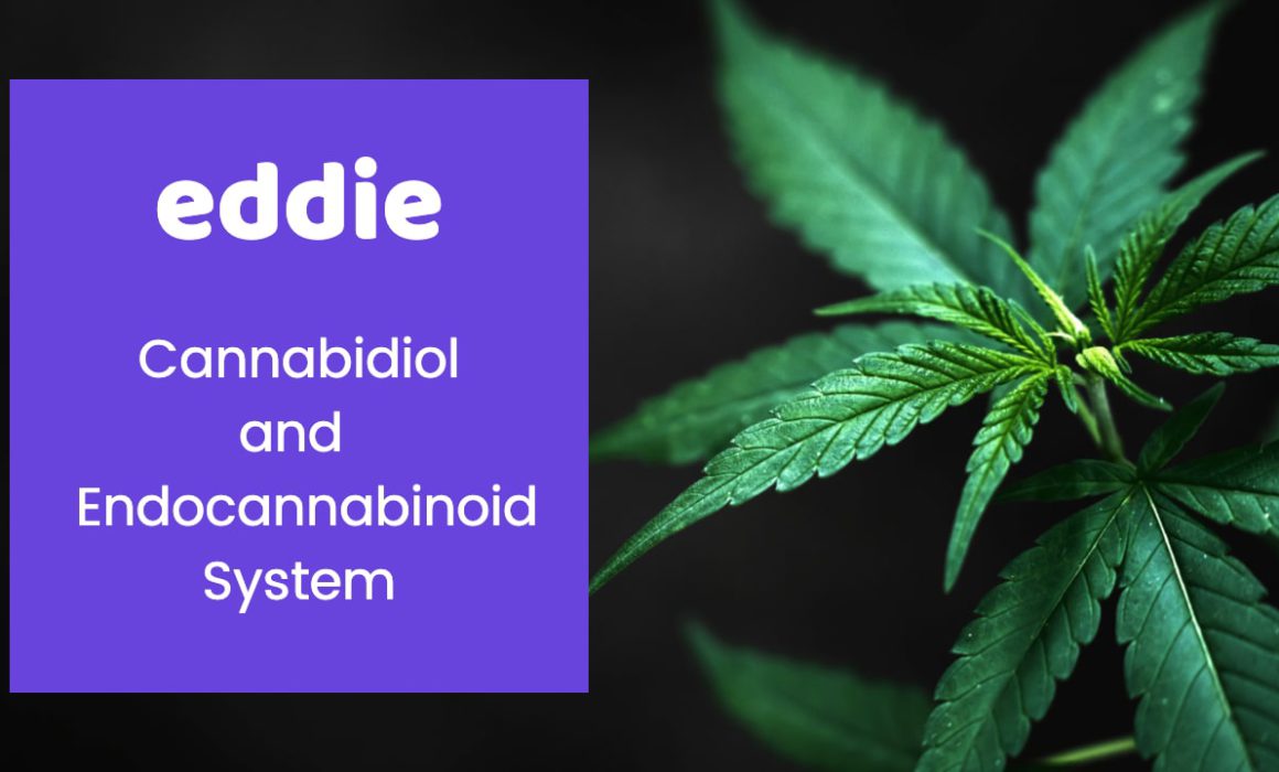 Cannabidiol and Endocannabinoid System